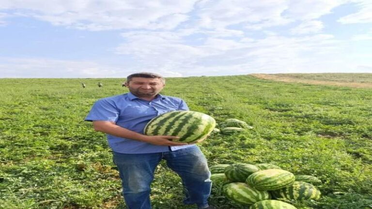 Fahiş fiyatlara inat bu karpuzların kilosu 5 TL