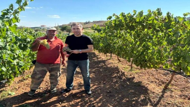 Delice’de üzümler olmaya başladı