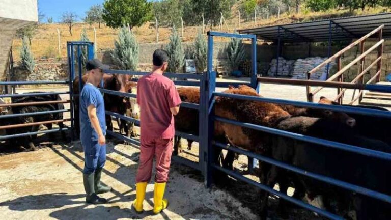 Kırıkkale’de ithal hayvanlar kontrol ediliyor