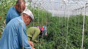 Seralar hasat öncesi kontrolden geçti