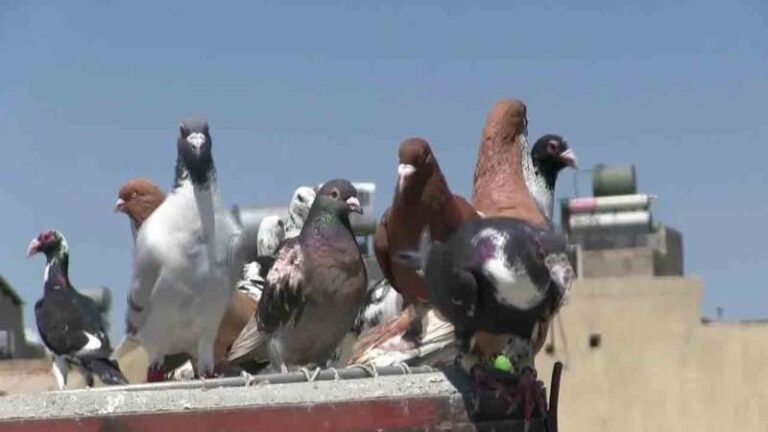 Kırıkkale’de araba fiyatına güvercin satıldı