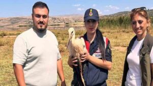 Yaralı leylek, tedaviye alındı