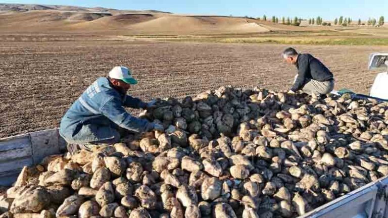 Kuraklık nedeniyle şeker pancarında rekolte düştü