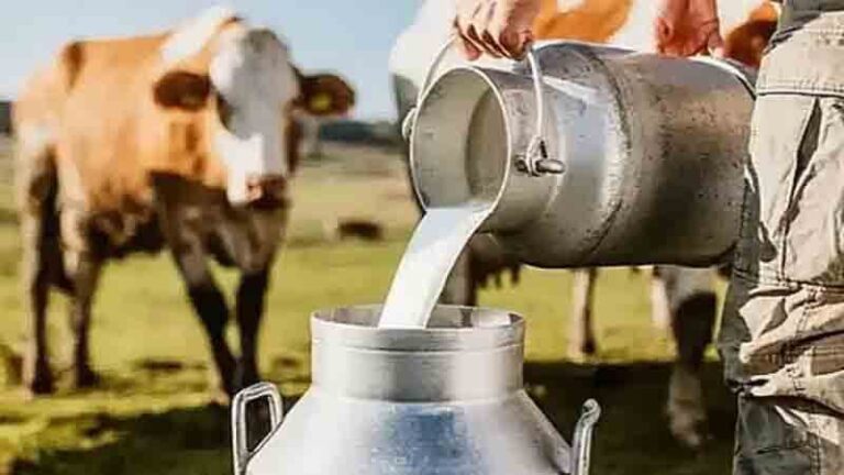 921 bin 187 ton inek sütü toplandı