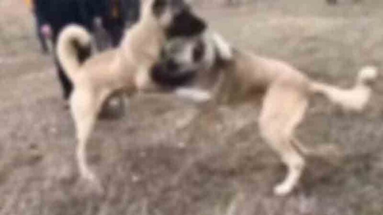 Çullu Mahallesi’nde köpek dövüşüne suçüstü!