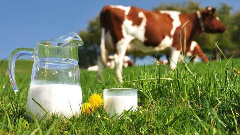 896 bin 257 ton inek sütü toplandı