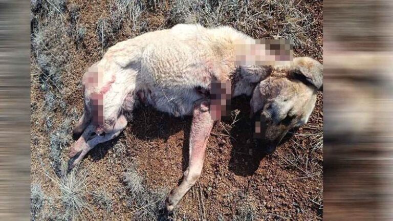 Kırıkkale’de köpek vahşeti!