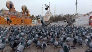 Kırıkkale’de soğuk hava, meydanı kuşlara bıraktı