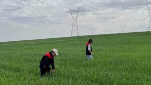 Buğday tarlalarında süne mücadelesi