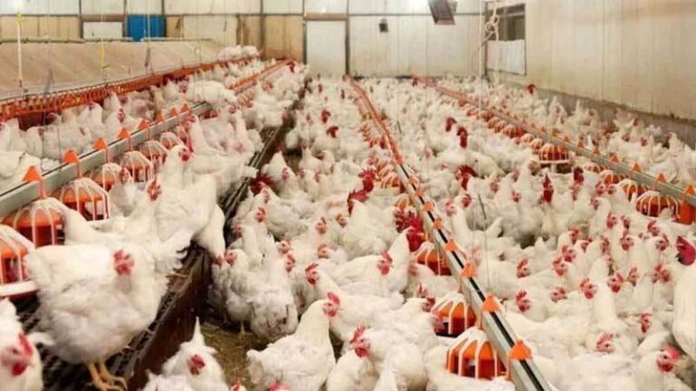 Tavuk üretimi arttı