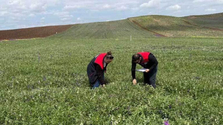 Tarlalarla saha kontrolü yapılıyor