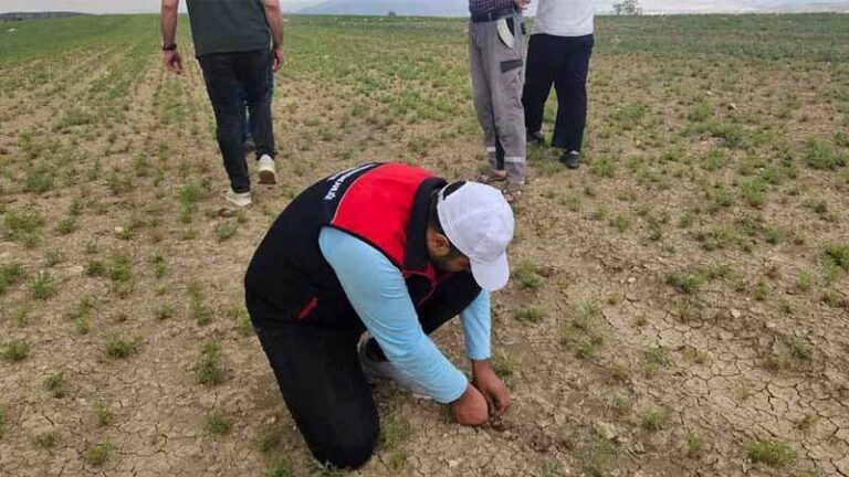 Bahşılı’da nohut ekili alanlar kontrol edildi