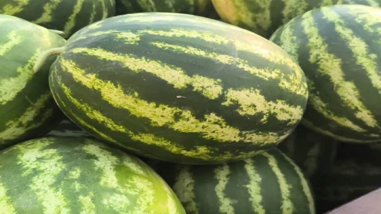 Delice’de karpuz hasadı başladı