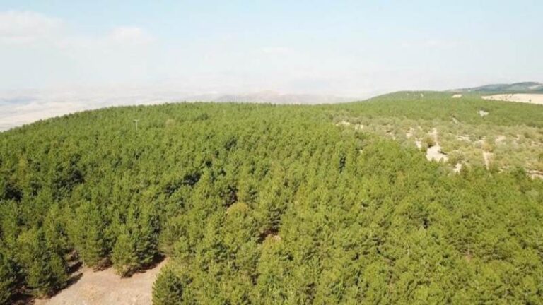 Kırıkkale’de doğadaki büyük tehlike! Canınızdan olabilirsiniz